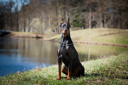 Der Dobermann ist ein Schutzhund