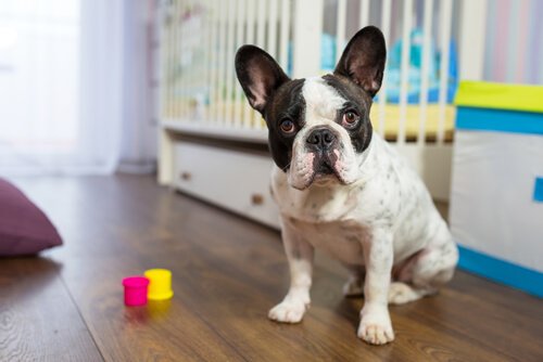 Der Hund erinnert sich nur zu gut