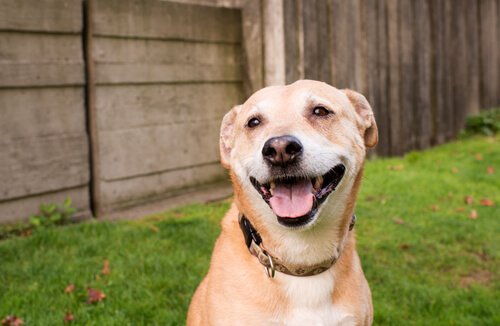 Der Hund lächelt vor Frieden