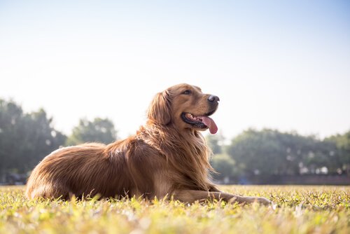 Wie du am Stuhl erkennen kannst, ob dein Hund gesund ist