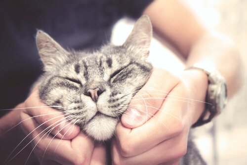 Wie gibt man einer Katze ihre Streicheleinheiten?