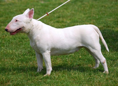 Englischer Bull Terrier