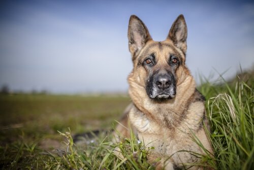 Epilepsie bei Schäferhunden