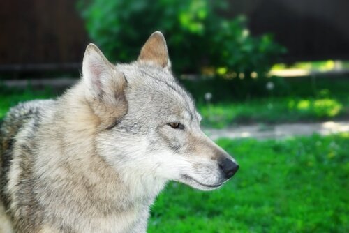 Wissenswertes über Hunde