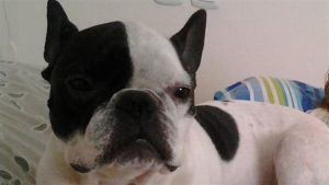 Flugzeugpilot rettet Hund