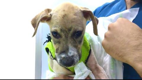 Die Genesung von Pascal war fast ein Wunder