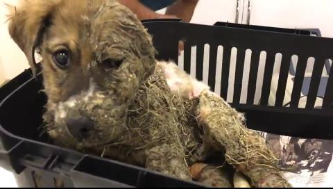 Die Genesung von Pascal