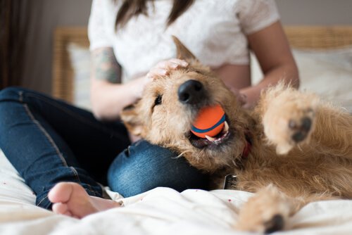 Bring deinem Hund bei, den Ball zurückzubringen Deine Tiere