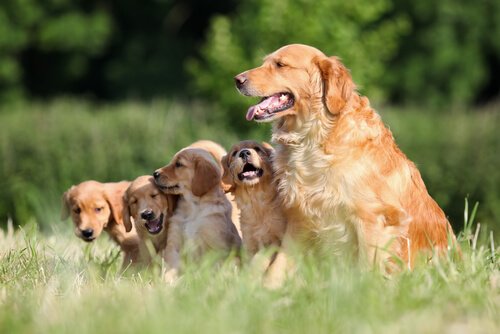 Golden Retriever Familie