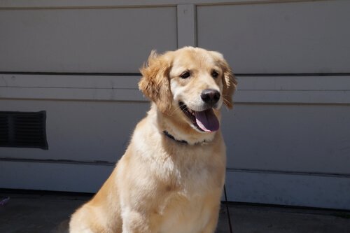 Golden Retriever
