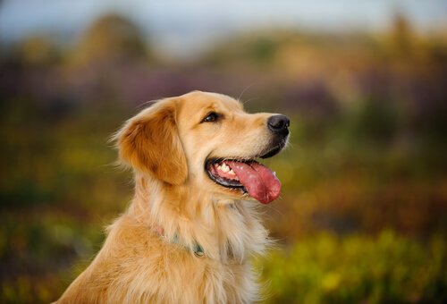 Der Golden Retriever ist einer der besten Familienhunde