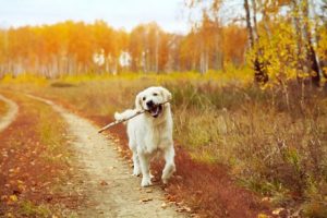 entspannender Augenblick beim Spaziergang mit Hund