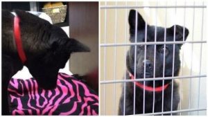 Dieser Hund kann wegen Misshandlung nicht liegend schlafen