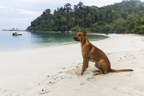 Hund am Strand
