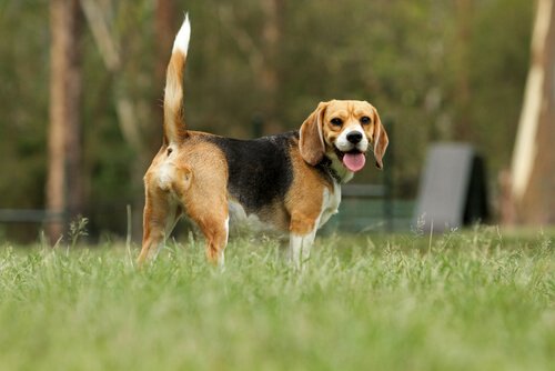 Beagle: ausgezeichneter Spürhund