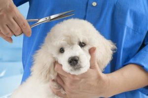 Hund beim Friseur