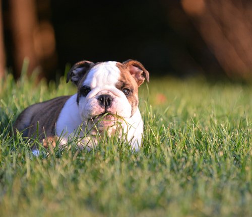 Hunde mögen Gras