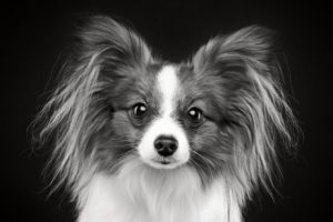 Hund hat graue Haare