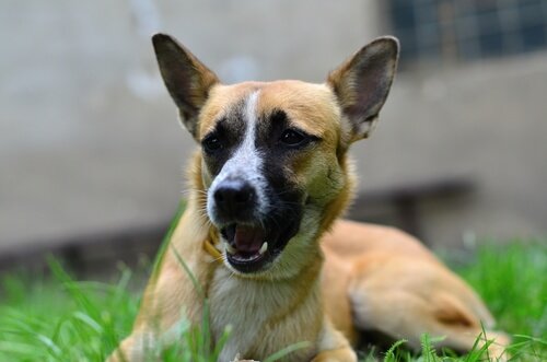 Hund liegt im Gras