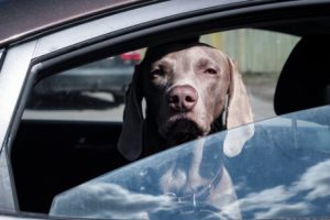 Hund im Taxi