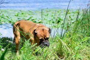 Mein Hund frisst Gras - Ist das normal?