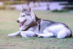 8 Dinge, die dein Hund dich lehrt, um in Frieden zu leben