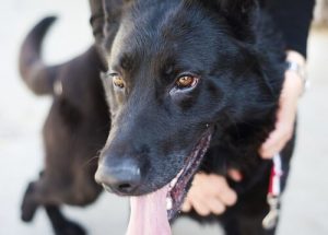 Ein Großvater verpflegt Straßenhunde