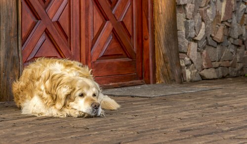 Was tun, damit sich dein Hund nicht im Dreck wälzt?