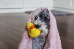 Hund mit Ente beim Friseur