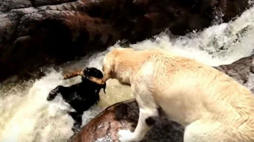 Hund rettet Artgenossen aus dem Fluss vorm Ertrinken