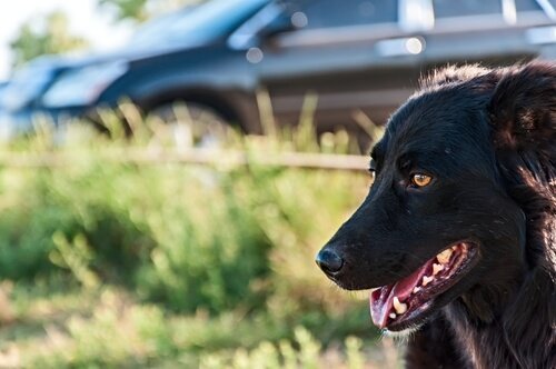 Reisezeit: Medikamente für Hunde gegen Übelkeit
