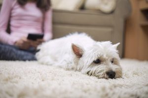 Können Hunde auch frieren wie Menschen?