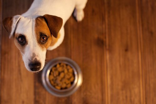 Wenn dein Hund Magenbeschwerden hat, dann folge diesen Ratschlägen