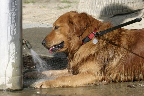 Hundefutter und ausreichend Wasser für Hund im Sommer