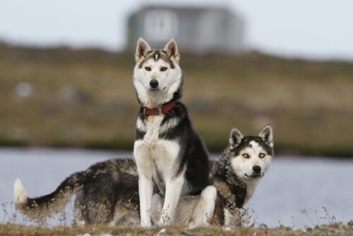 Der Siberian Husky gehört zu den herrlichsten Hunderassen