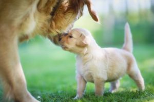 Hundewelpen mit Mutter