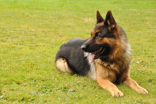 intelligenter Schäferhund