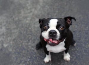 interessante Namen für Hunde