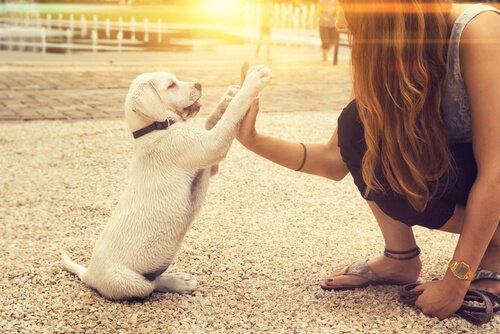 Kann ein Hund tatsächlich linkspfotig sein?