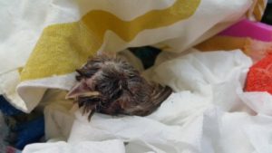 Was tun, wenn man ein Küken findet?