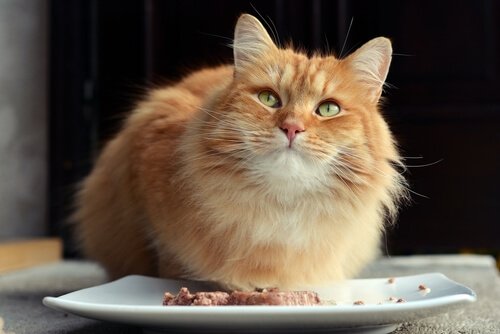 Kann ich die Katze mit Thunfisch füttern?