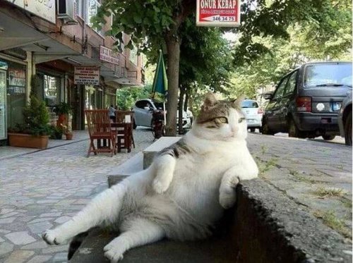 Warum hat diese Katze ihre eigene Statue in Istanbul?