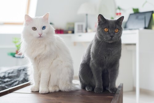 Katzen zuhause