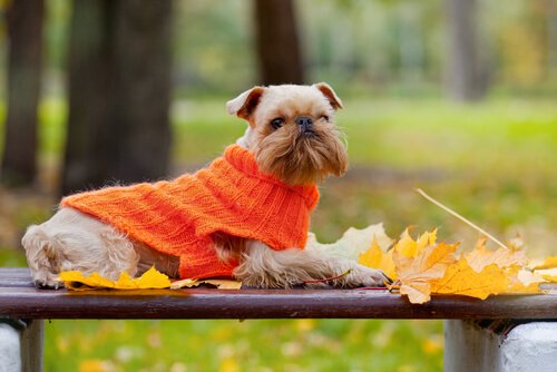 Kleine Hunde frieren leicht