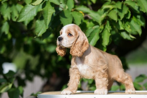 Kleine Hunderassen: Amerikanischer Cocker Spaniel
