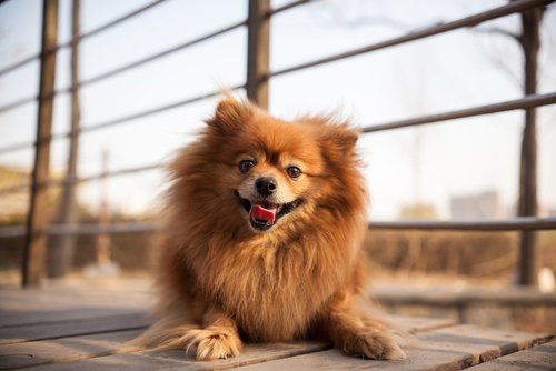 Kleine Hunderassen: Spitz