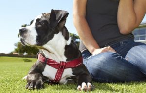 Ein Hund fördert deine körperliche und seelische Gesundheit