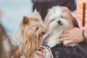 Kommunikation zwischen Haustier und Mensch