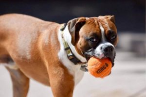 Kong, das neue Hundespielzeug gegen Langeweile