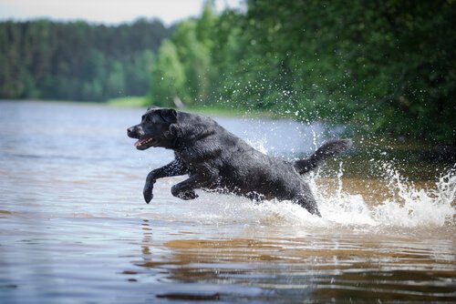 Labrador Retriever rettet zwei Hunde aus einem Kanu